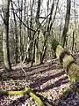 Wald mit hohem Totholzanteil