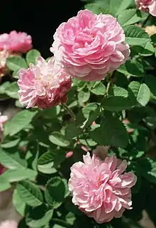 'Rose de Meaux'