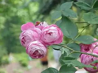 Rosa 'Reine Victoria'