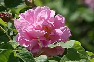 Rosa x damascena