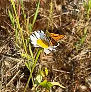 Rostfarbener Dickkopffalter (Ochlodes sylvanus) im NSG