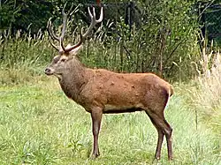 Rothirsch (Red deer)