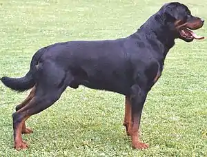 Rottweiler