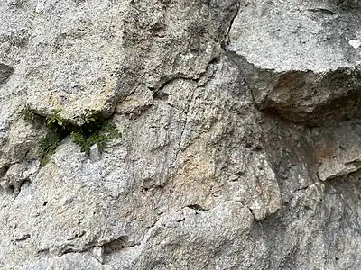 Nahezu senkrecht stehende Slickolites im Aucors-Steinbruch.