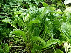 Sauerampfer Kultivar (Rumex acetosa)