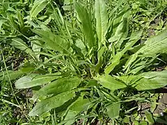 Sauerampfer (Rumex acetosa)