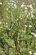 Stumpfblättriger Ampfer (Rumex obtusifolius)