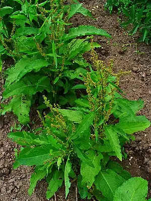 Stumpfblättriger Ampfer (Rumex obtusifolius)