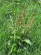 Stumpfblättriger Ampfer (Rumex obtusifolius)