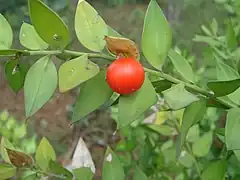 Stechender Mäusedorn (Ruscus aculeatus), Frucht