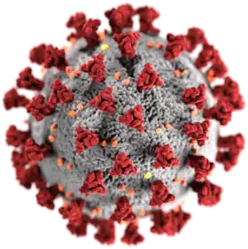 3D-Grafik des SARS-CoV-2-Virions (eingefärbtes Modell)