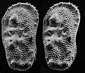 Stereobildpaar eines Mikrofossils kleiner als 1 mm groß.