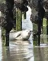 Junger Seehund neben Muschelzucht