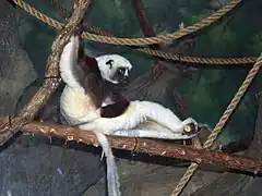 Coquerel-Sifaka