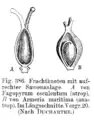 Aufrechte Samenanlagen