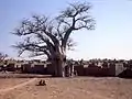 Alter Baobab in Sangha.