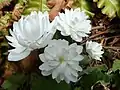 Gefüllte Blüte von Sanguinaria canadensis ʹMultiplexʹ