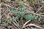 Kleiner Wiesenknopf (auch als Gemüse oder Gewürz) (seltener Großer Wiesenknopf)