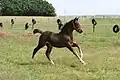 Groninger-Fohlen im Galopp