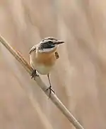 Braunkehlchen (Saxicola rubetra)