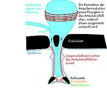 Funktionsweise eines Ambulakralfüßchens mit zugehöriger Ampulle