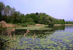 Schilf Aeschisee