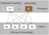 Wird ein reinerbiger Schimmel mit einem Pferd anderer Farbe angepaart, so sind alle Fohlen mischerbige Schimmel.