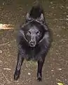 Schipperke