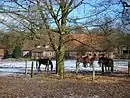 Bauernhof mit Pferdewiese und Niedersachsenhaus