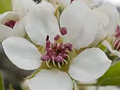 Einzelblüte