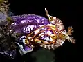 Seeschnecke Nembrotha lineolata auf einer Gold-Seescheide