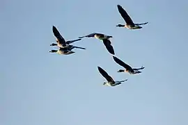 Sechs Graugänse beim Überfliegen des Strengs