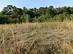 Seeheimer Düne, Steppenrasen, unter anderem mit Haar-Pfriemengras (Stipa capillata) (2012)