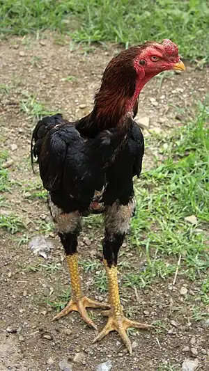 Shamo (Huhn)