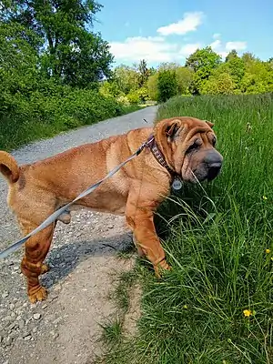 Shar-Pei