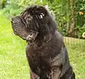 „Bearcoat“-Shar-Pei