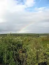 Blick in den Wald nach Nordosten