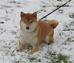 Rot-Urajiro-Shiba-Inu im Schnee