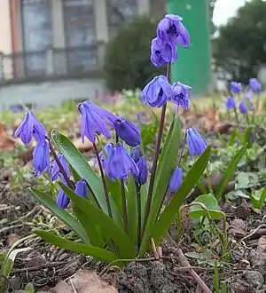 Sibirischer Blaustern