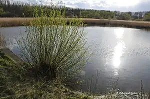 Der Siebleber Teich (Blick vom Ostdamm in Richtung Westen)