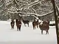 Dybowskihirsche im Winter