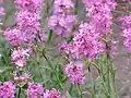 Gewöhnliche Pechnelke (Lychnis viscaria), Blüten