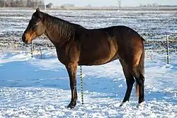 American Standardbred