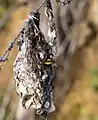 Weiblicher Grünrücken-Nektarvogel (Cinnyris jugularis) beim Brüten in Australien