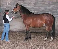 Im Typ schweres Warmblut stehender Wielkopolsky