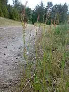 Kleiner Sauerampfer (Rumex acetosella)