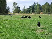 Eine Gruppe Krähen auf einer Wiese