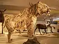 Smilodon populator