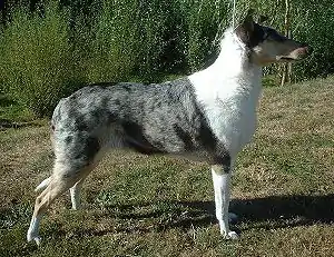 Kurzhaarcollie