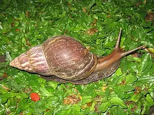 Große Achatschnecke